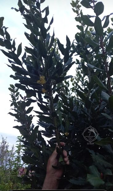 dafin1 - DAFINUL de gradina