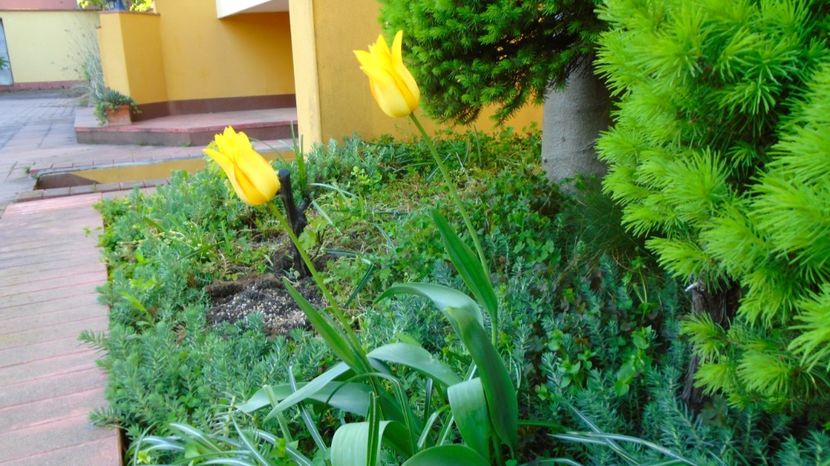  - Primavara 2021-2022-2023