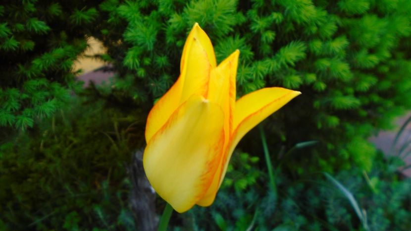  - Primavara 2021-2022-2023