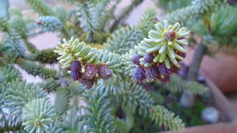  - Primavara 2021-2022-2023