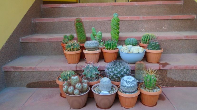 27 apr. 2022 - Primii cactusi afara la aer - Primavara 2021-2022-2023