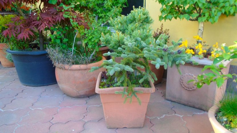  - Bonsai si prebonsai 2020-2023