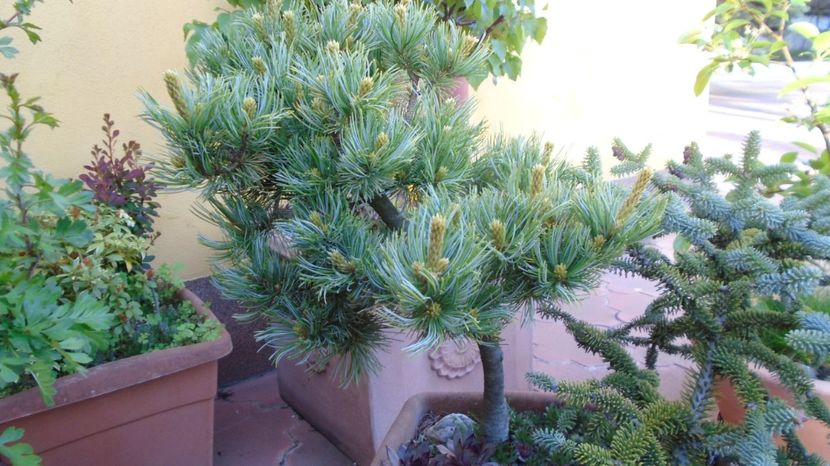  - Bonsai si prebonsai 2020-2023