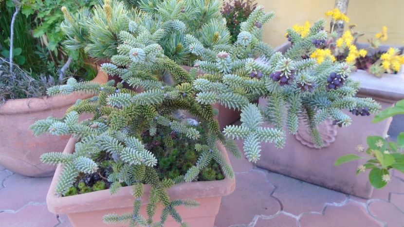  - Bonsai si prebonsai 2020-2023