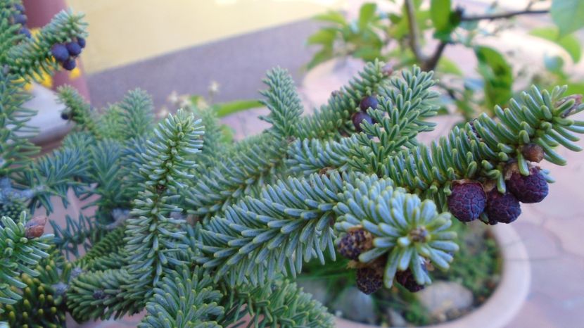  - Bonsai si prebonsai 2020-2023
