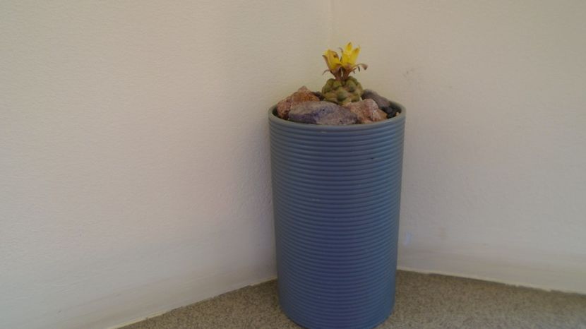 Cintia knizei - Cactusi 2022