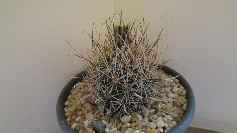 Sclerocactus (Ancistrocactus) scheeri (-12C) - Cactusi 2022