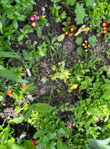 93E9D8FB-2675-4870-9CA0-F6E2F5CDF499 - Primule 21 22 23 24