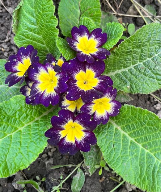 BF1B3C56-A449-4149-93E2-0965C7C7BE8C - Primule 21 22 23 24