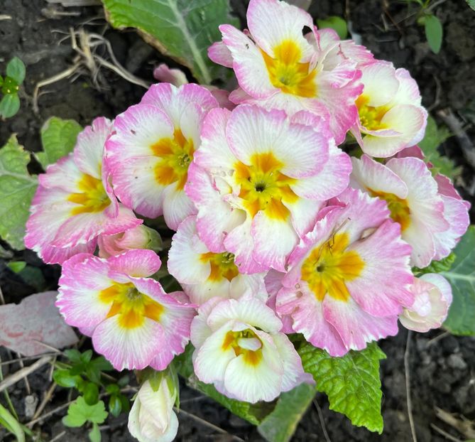 7767A787-32D8-451D-B148-0B503E5713A2 - Primule 21 22 23 24