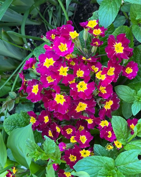 7304DD5A-BE86-456A-B7FA-F82C31FBA25C - Primule 21 22 23 24