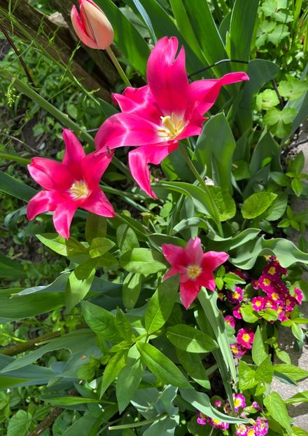 0919C670-91A5-4443-A417-6B370DABAB00 - Primule 21 22 23 24