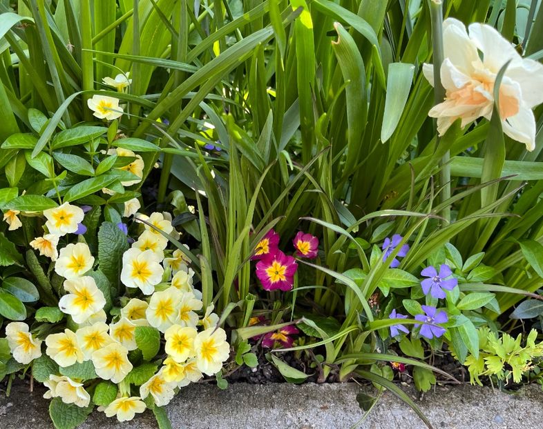 D0BF79AB-07EE-44C7-9593-A96847ABF1F6 - Primule 21 22 23 24