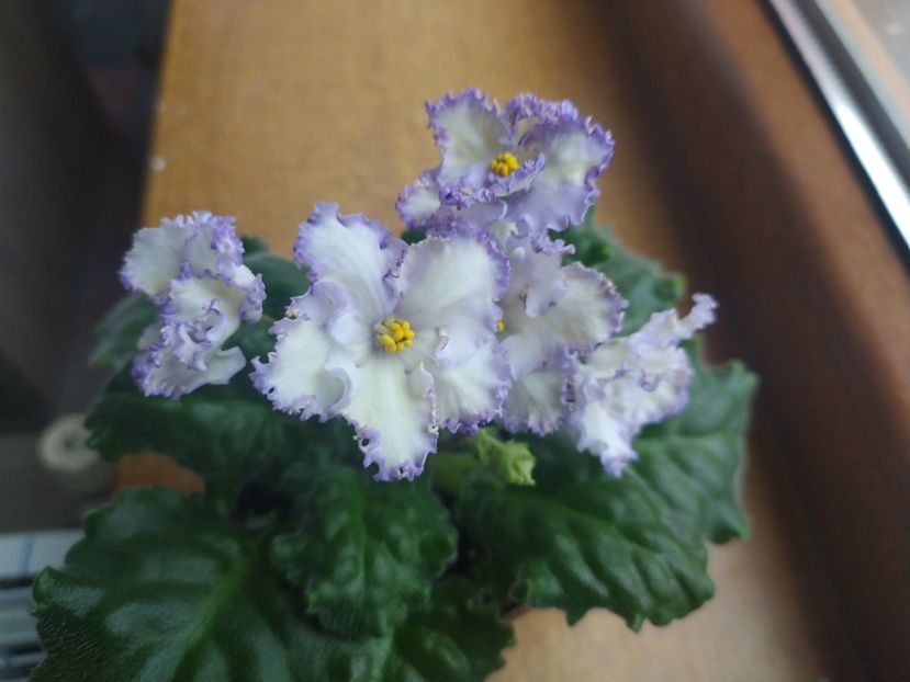 25 aprilie 2022 - MA s Ching Dinasty