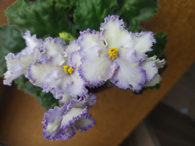 25 aprilie 2022 - MA s Ching Dinasty