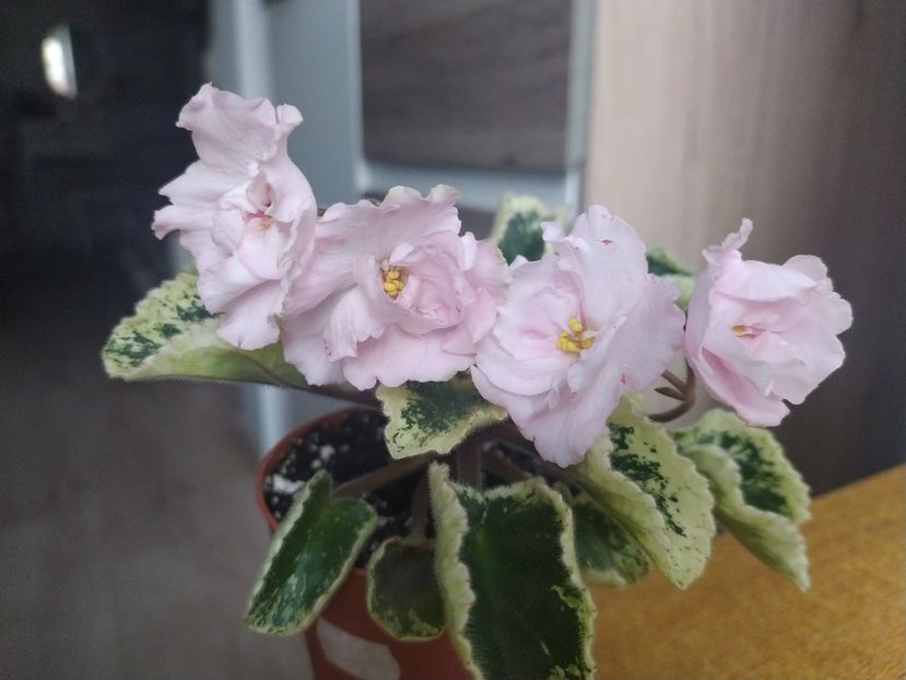 25 aprilie 2022 - Zzz _____ Ian Bokal___out