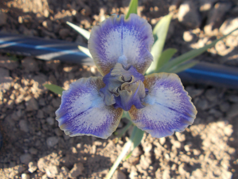 whee - IRISI PITICI DISPONIBILI-2023