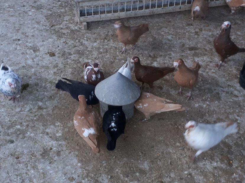  - L 2 _ carunculați 2022