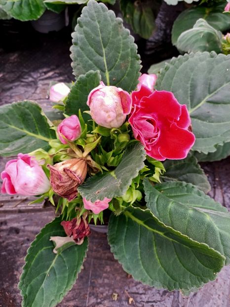 2022.04.23- planta care a suferit :( - 2-Gloxinia- Îngrijirea gloxiniei