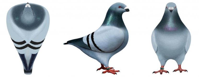  - AMERICAN GIANT HOMER