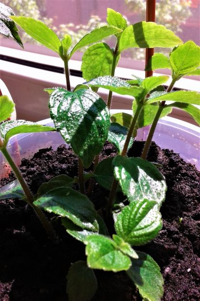  - Rizomii de achimenes plantati astazi pentru anul 2022