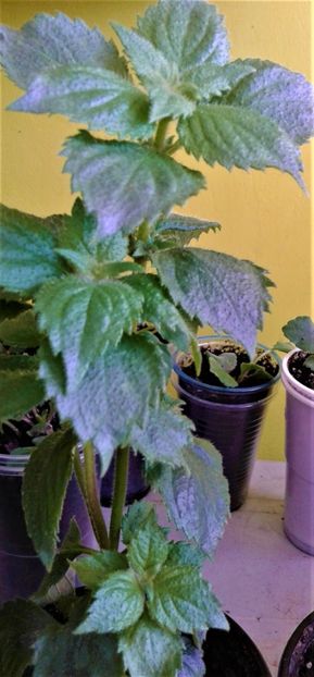  - Rizomii de achimenes plantati astazi pentru anul 2022