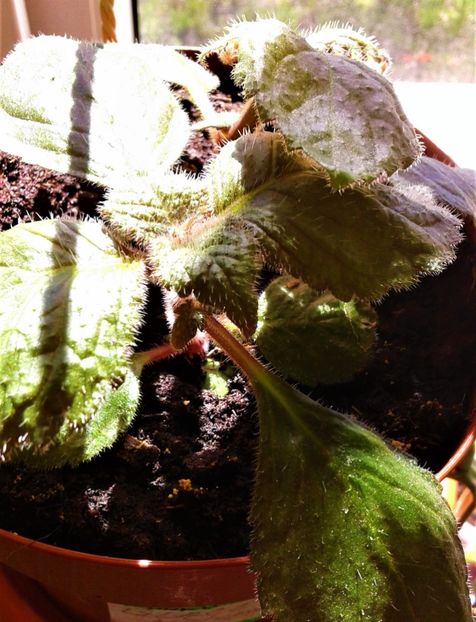  - Rizomii de achimenes plantati astazi pentru anul 2022