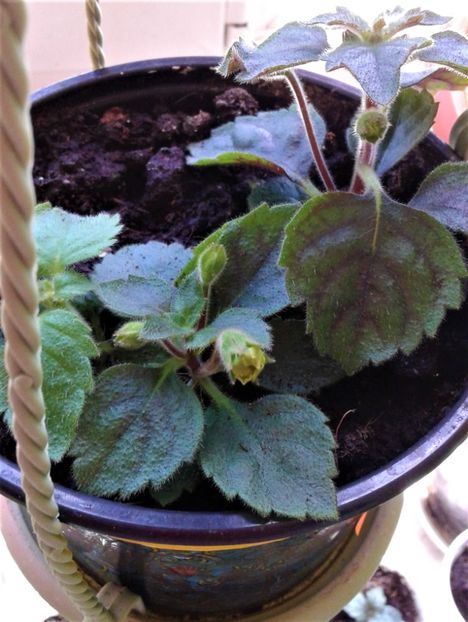  - Rizomii de achimenes plantati astazi pentru anul 2022