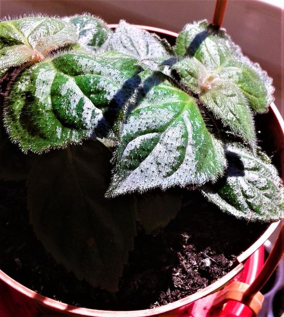  - Rizomii de achimenes plantati astazi pentru anul 2022