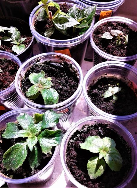  - Rizomii de achimenes plantati astazi pentru anul 2022