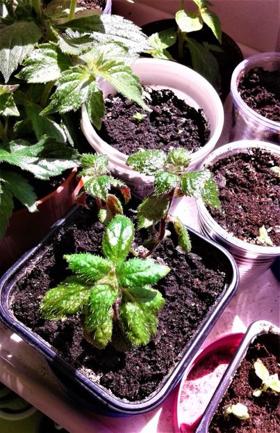  - Rizomii de achimenes plantati astazi pentru anul 2022