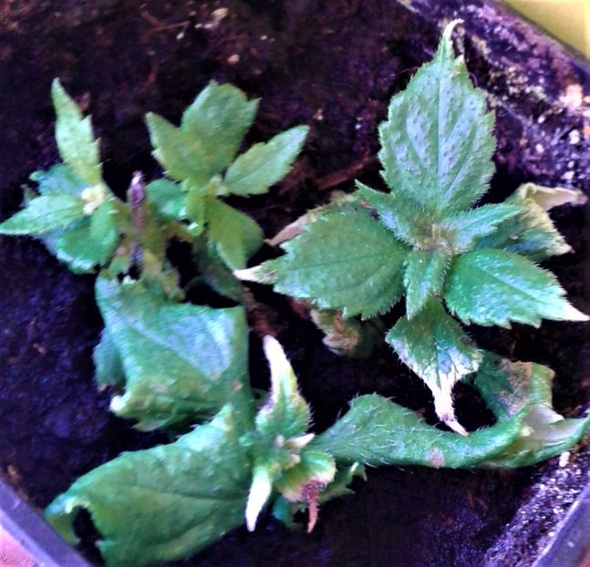  - Rizomii de achimenes plantati astazi pentru anul 2022