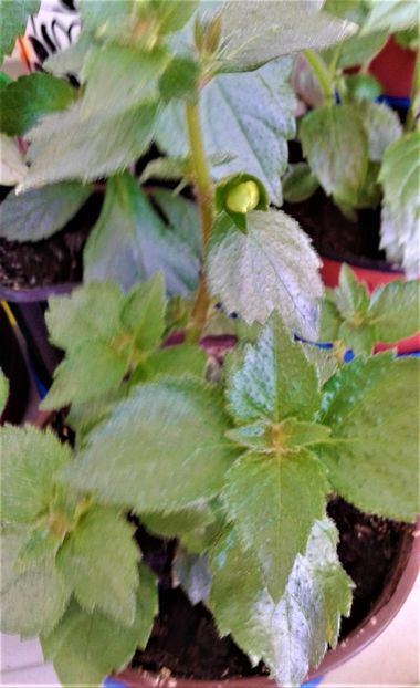  - Rizomii de achimenes plantati astazi pentru anul 2022