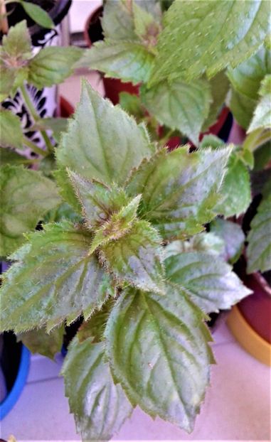  - Rizomii de achimenes plantati astazi pentru anul 2022