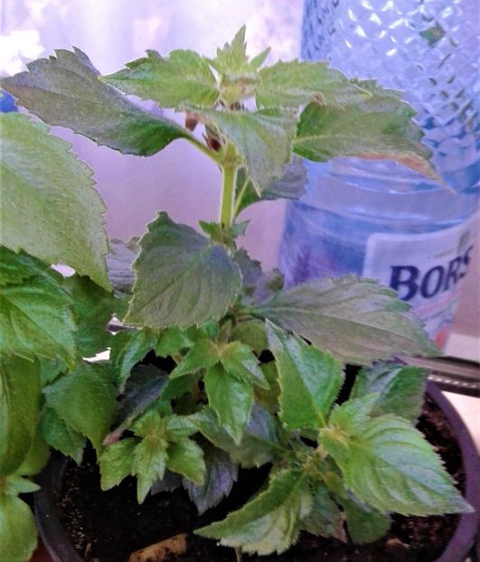  - Rizomii de achimenes plantati astazi pentru anul 2022