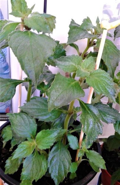  - Rizomii de achimenes plantati astazi pentru anul 2022