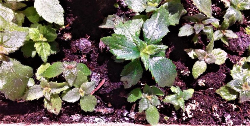  - Rizomii de achimenes plantati astazi pentru anul 2022