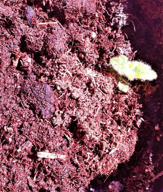  - Rizomii de achimenes plantati astazi pentru anul 2022