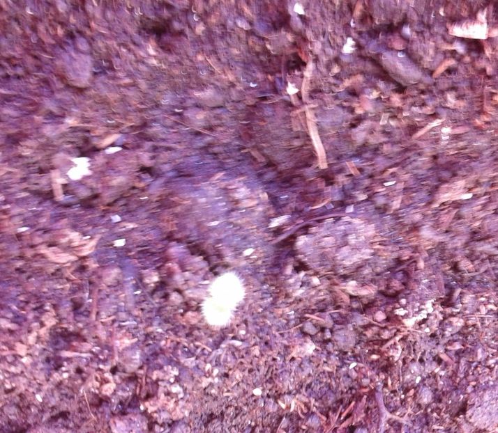  - Rizomii de achimenes plantati astazi pentru anul 2022