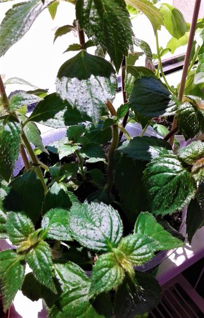  - Rizomii de achimenes plantati astazi pentru anul 2022