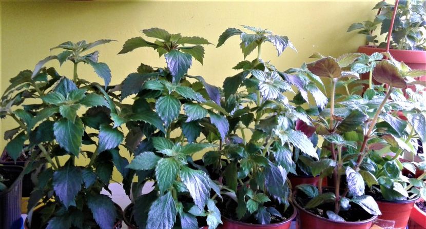  - Rizomii de achimenes plantati astazi pentru anul 2022