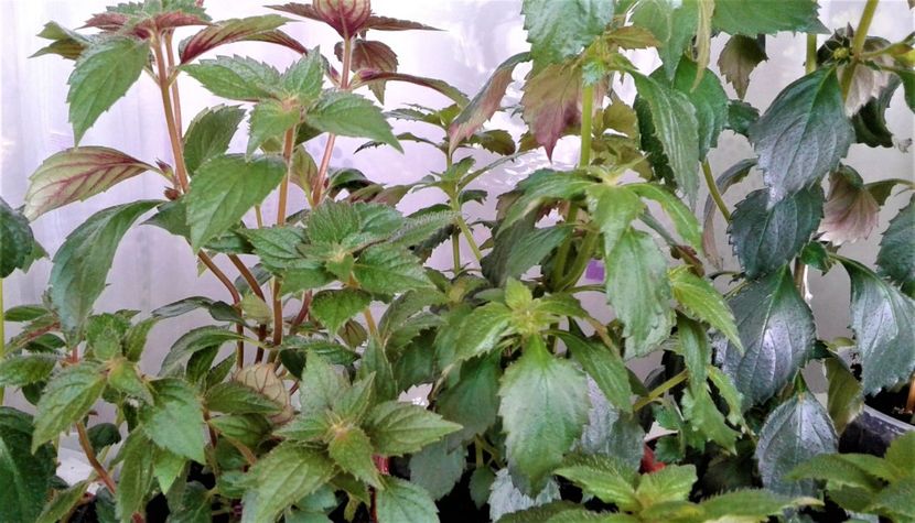  - Rizomii de achimenes plantati astazi pentru anul 2022