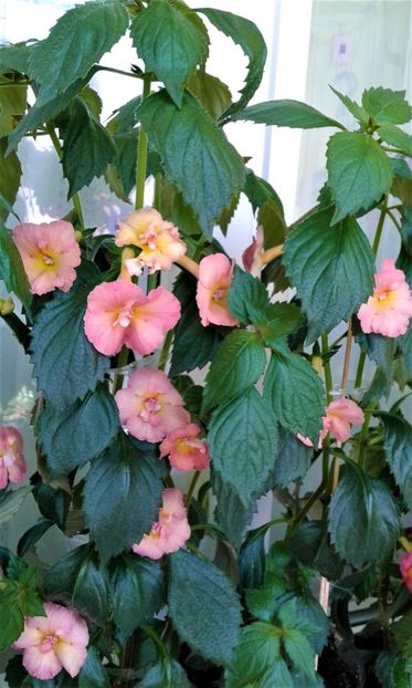  - Rizomii de achimenes plantati astazi pentru anul 2022