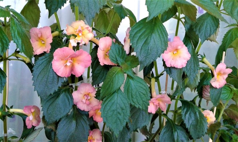  - Rizomii de achimenes plantati astazi pentru anul 2022