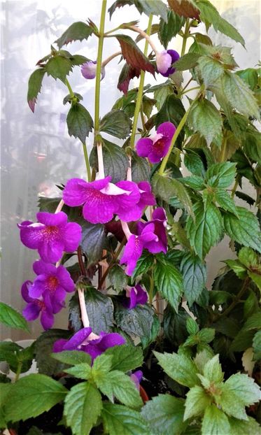  - Rizomii de achimenes plantati astazi pentru anul 2022