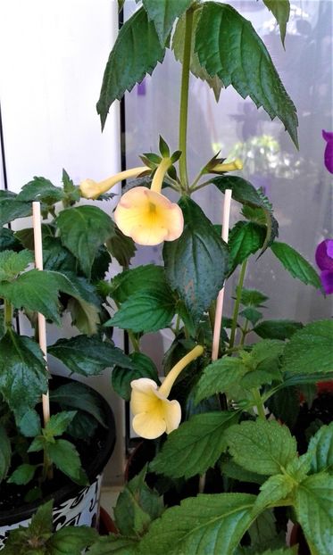  - Rizomii de achimenes plantati astazi pentru anul 2022