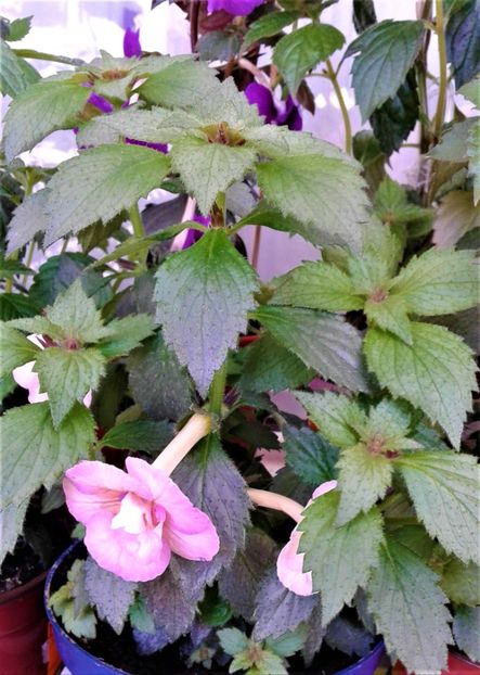  - Rizomii de achimenes plantati astazi pentru anul 2022