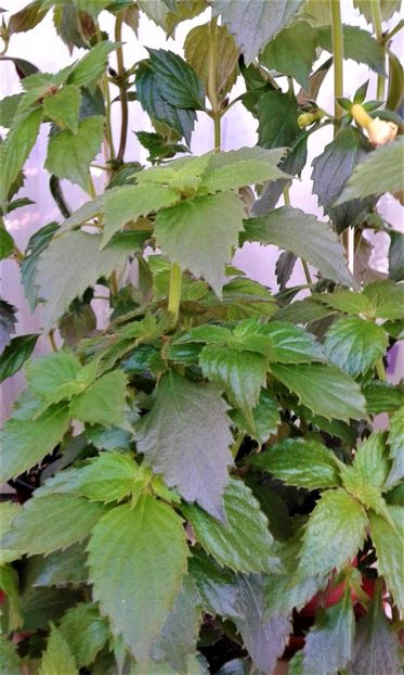  - Rizomii de achimenes plantati astazi pentru anul 2022