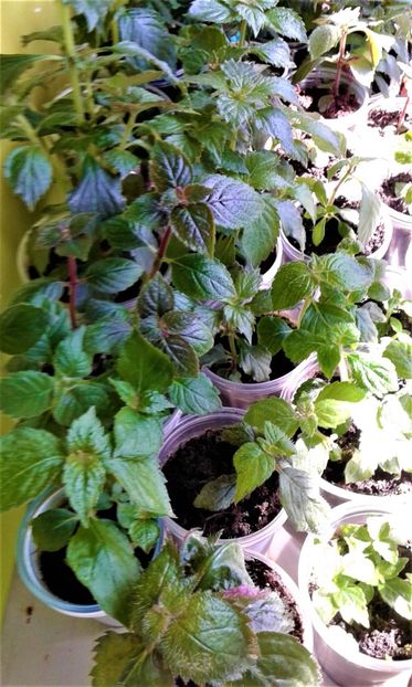  - Rizomii de achimenes plantati astazi pentru anul 2022