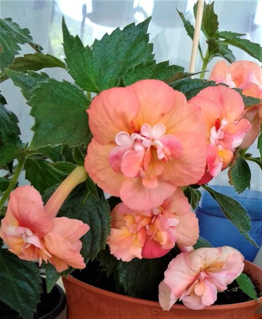  - Rizomii de achimenes plantati astazi pentru anul 2022